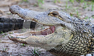 Florida Aligators Crocodiles Everglades