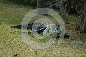 Florida alligator