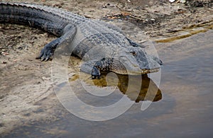 Florida alligator photo