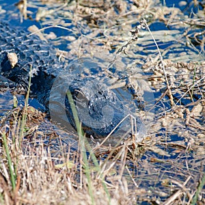 Florida alligator Everglades National Park