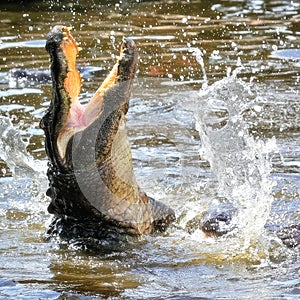 Florida Alligator Jumping Out Of The Water, Splashing