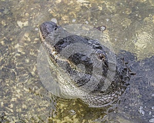 Florida alligator letting out a loud growl