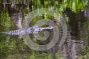 Florida Alligator Lives in Wakulla State Park