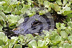 Florida Alligator lurking under lettuce leaf