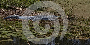 Florida Alligator Peacefully Resting in a Wetland Pond