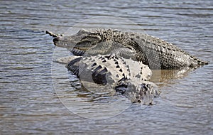 Florida Alligator Resting On Another Gator