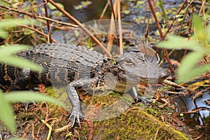 Florida Alligator resting on a log in Kissimmee, FL Lake.