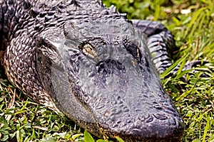 Florida Alligator sleeping in the grass