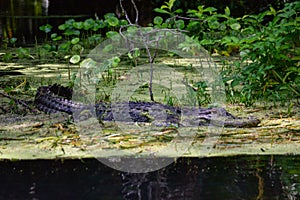 Florida Alligator Stalking Prey in a Spring