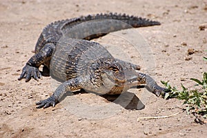 Florida alligator sunbathing