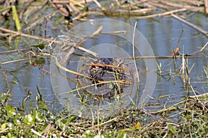 A Florida Alligator Surfacing and Facing the Camera