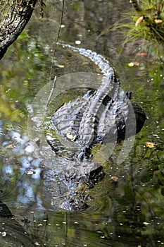 Florida alligator in swamp water.