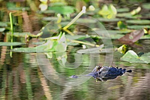 Florida Alligator In Swampy Everglades