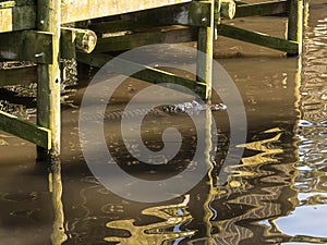 Florida Alligator Under the Dock