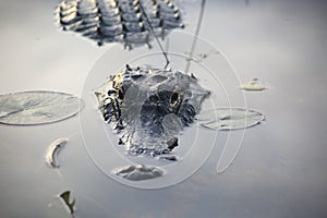 Florida alligator in water