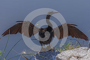 Florida Anhinga Bird Drying its Feathers on Waters Edge