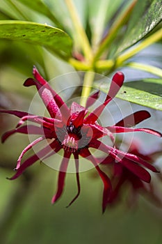 Florida anise blossom, Illicium floridanum