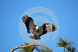 A Florida Bald Eagle Landing