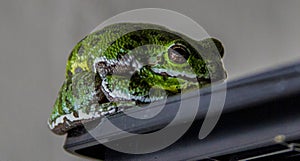 Barking Treefrog in Florida sits on a black surface photo