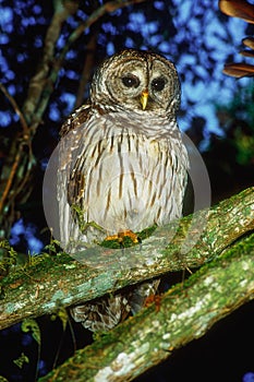 Florida Barred Owl Eveglades National Park, Florida, United Stat