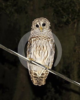 Florida Barred Owl on Powerline