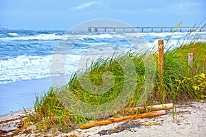 Florida Beach grass dunes and waves during storm