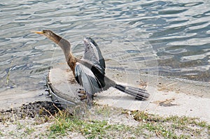 Florida bird: Anhinga