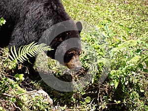 Florida black bear looking for berries photo