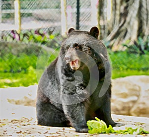 Florida Black Bear Naples Zoo