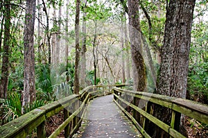 Florida boardwalk trail