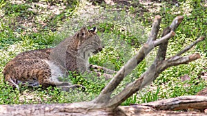 Florida Bobcat