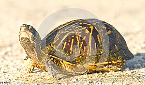 Florida box turtle