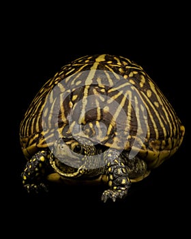 Florida Box Turtle