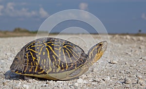 Florida Box Turtle