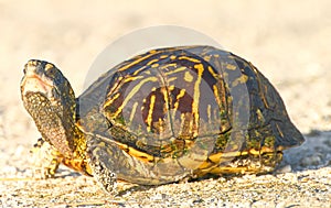 Florida box turtle crossing a dirt path