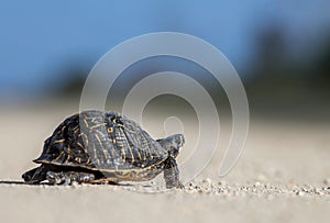 Florida box turtle crossing road