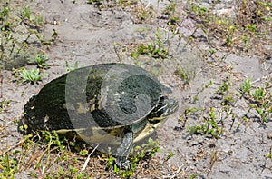 Florida Box Turtle in Largo, Florida