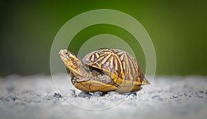 Florida box turtle Terrapene carolina bauri