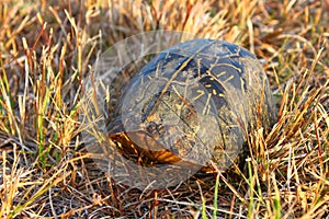 Florida box turtle Terrapene carolina bauri