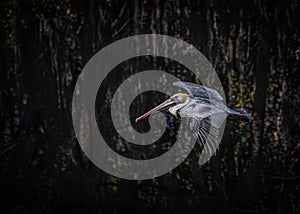 Florida Brown Pelican Gliding in a Florida Swamp