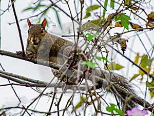 Florida Brown Squirrel