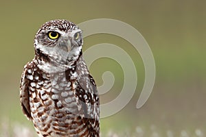 Florida Burrowing Owl