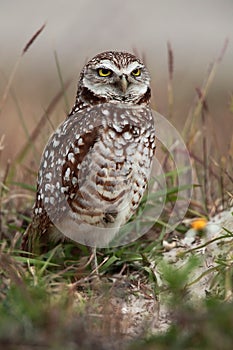 Florida Burrowing Owl