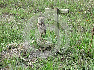 Florida burrowing owl 