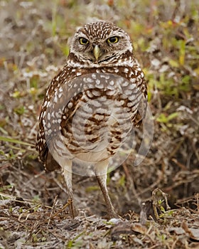 Florida Burrowing Owl Athene cunicularia floridana