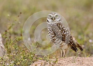 Florida Burrowing Owl Athene cunicularia floridana