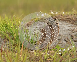 Florida Burrowing Owl Athene cunicularia floridana