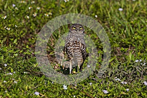 Florida Burrowing Owl in green grasses with small, white flowers