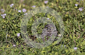 Florida burrowing owl at its grassy hole home