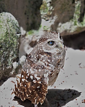 Florida Burrowing owl